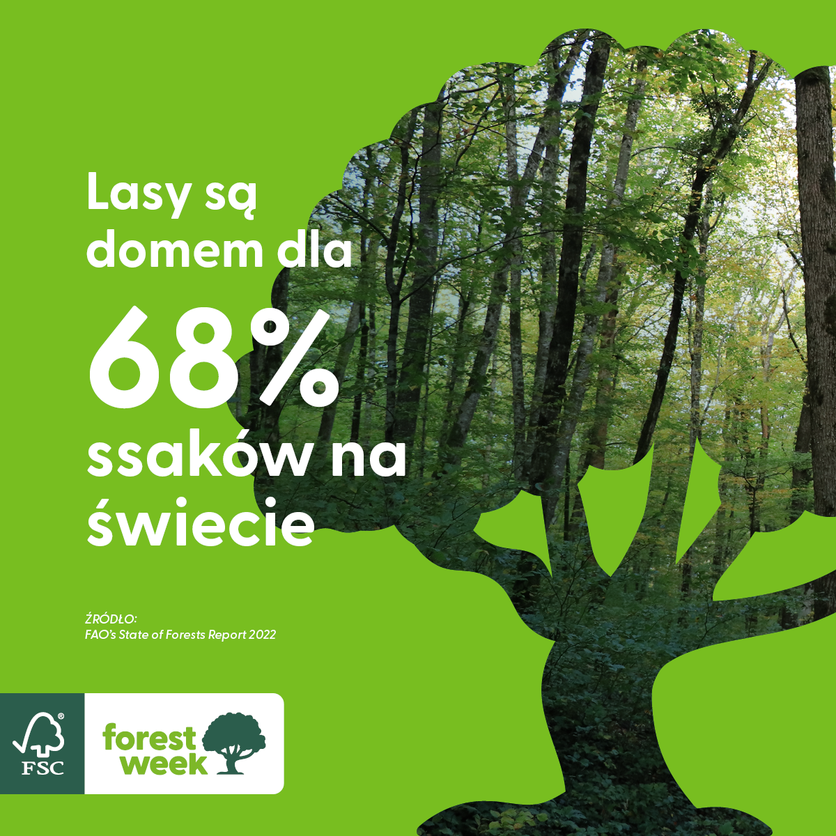 Tydzien-lasow-fsc-z-moje-bambino